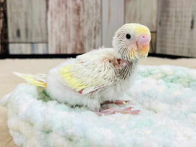 セキセイインコ