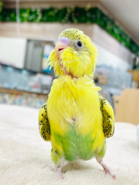 セキセイインコ
