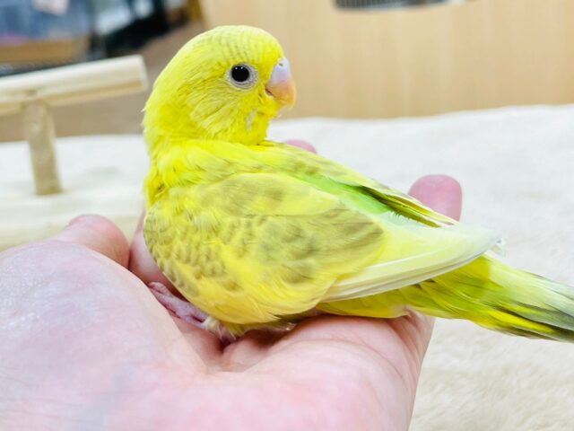 セキセイインコ