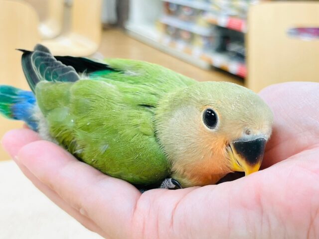 コザクラインコ（小桜インコ）