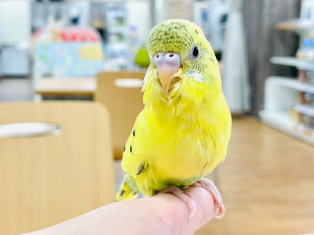 セキセイインコ