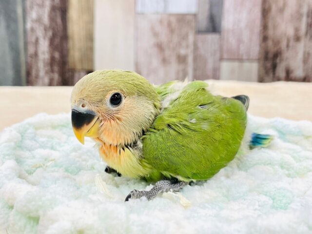 コザクラインコ（小桜インコ）