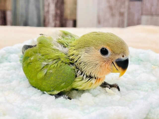 コザクラインコ（小桜インコ）