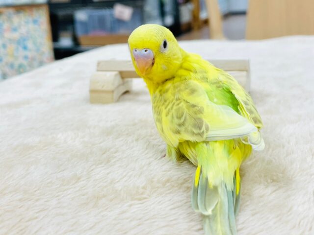 セキセイインコ