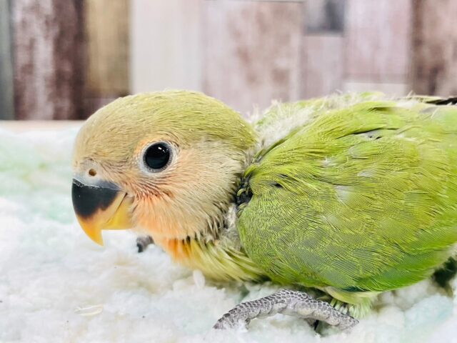 コザクラインコ（小桜インコ）