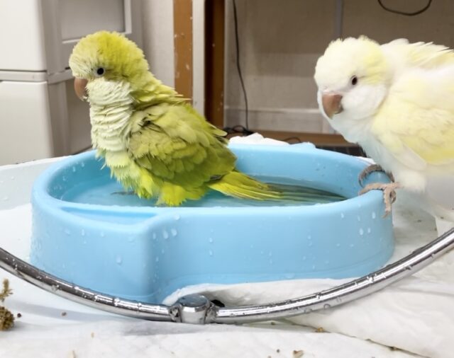 オキナインコ