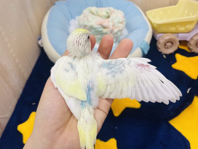 セキセイインコ