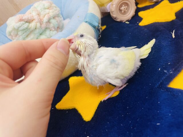 セキセイインコ