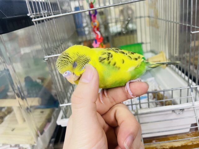 セキセイインコ