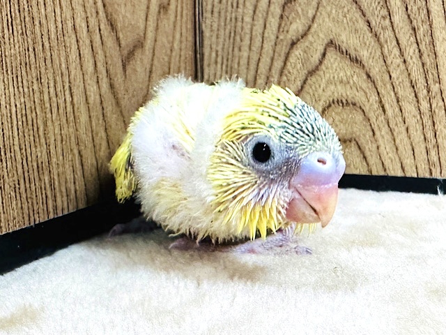 セキセイインコ