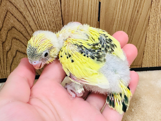 セキセイインコ