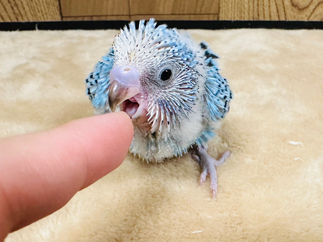 セキセイインコ