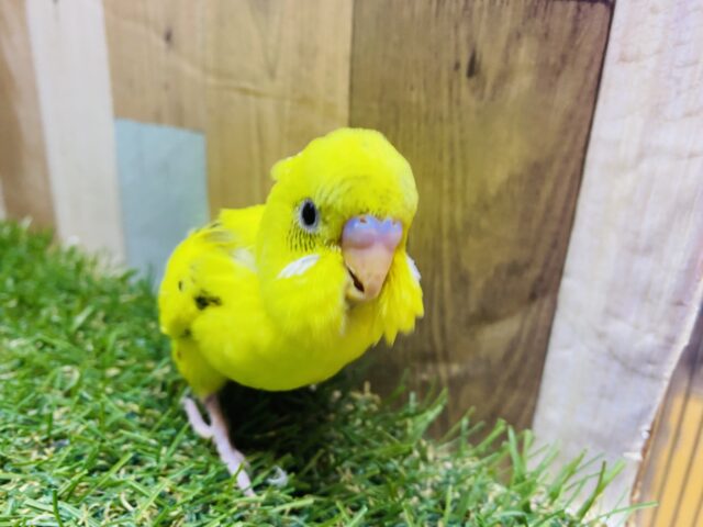 セキセイインコ