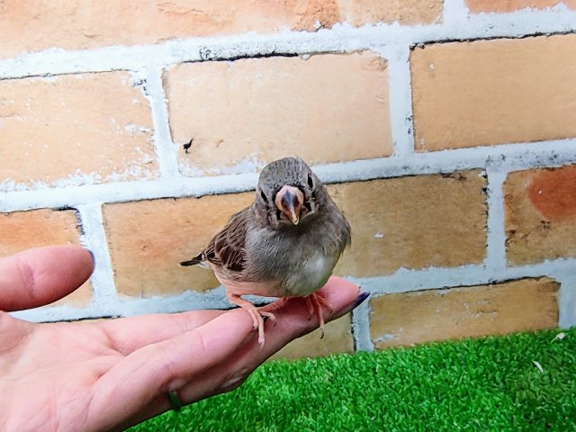 一人餌✨キンカ鳥いますよ〜♥ 錦花鳥(キンカチョウ)