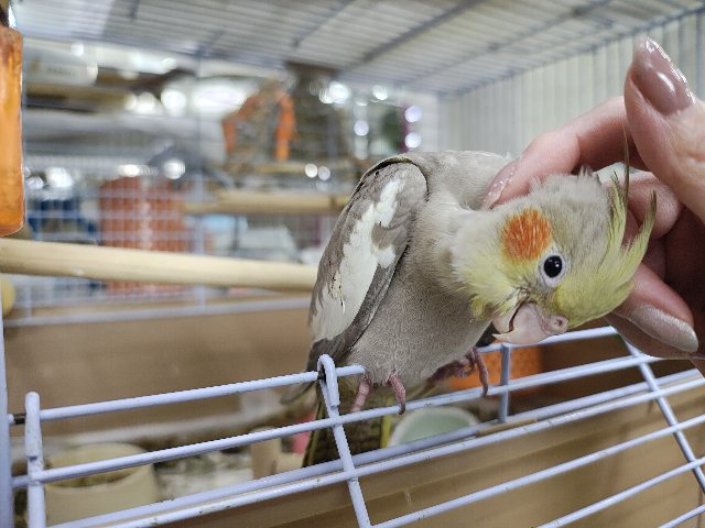 最新画像更新♥見た目も心も優しい?オカメインコのシナモン♡ オカメインコ