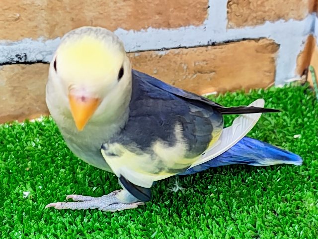 コザクラインコ（小桜インコ）