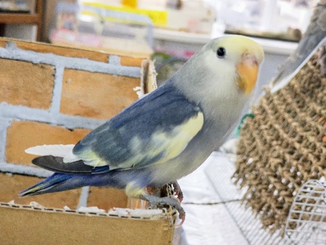 コザクラインコ（小桜インコ）