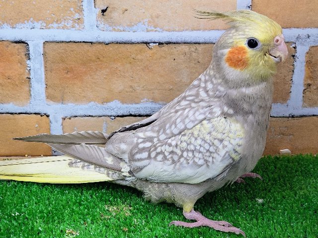 オカメインコ
