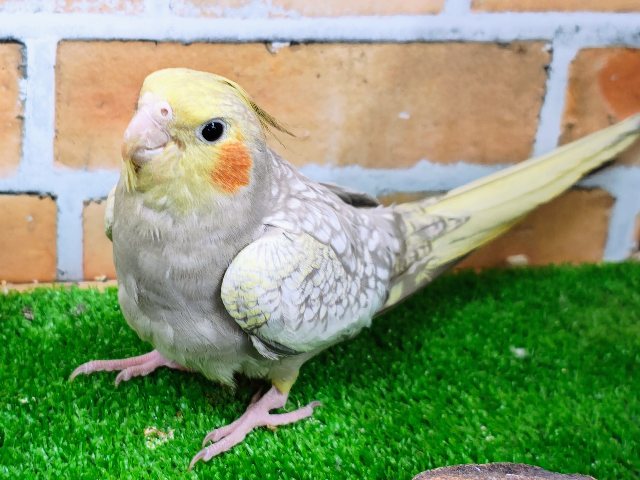 オカメインコ