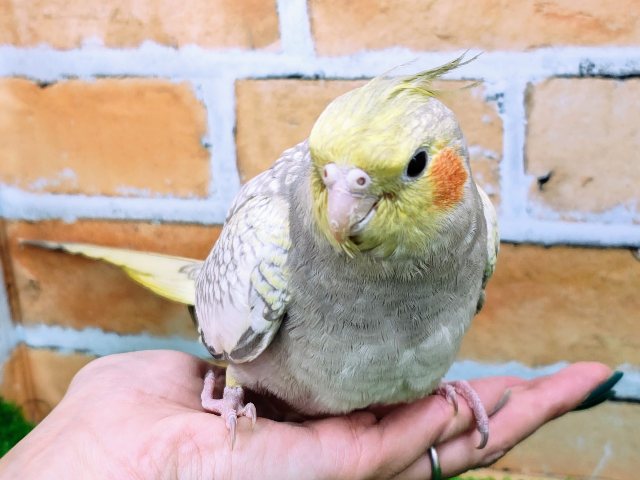 オカメインコ
