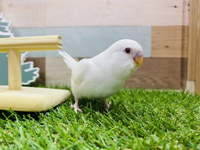 セキセイインコ