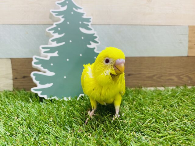 セキセイインコ