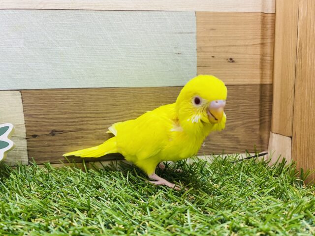 セキセイインコ