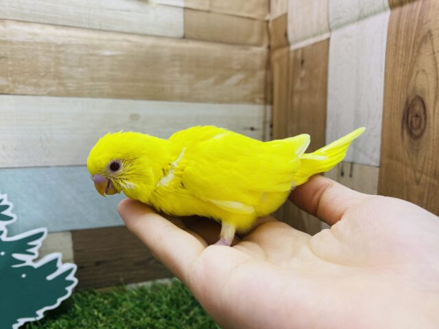 セキセイインコ