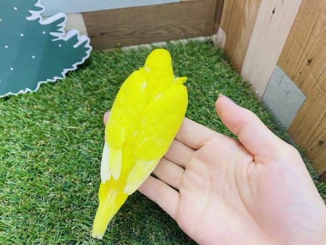 セキセイインコ
