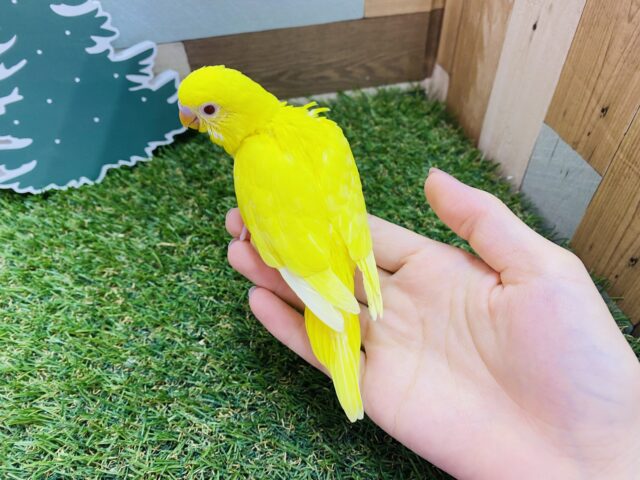 セキセイインコ