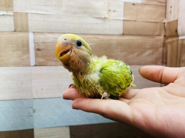 コザクラインコ（小桜インコ）