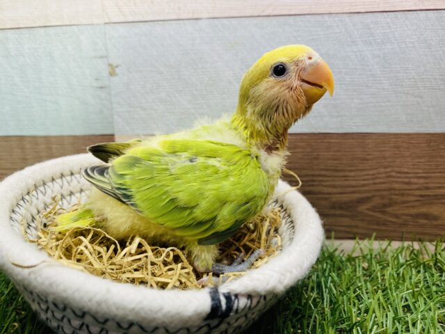 コザクラインコ（小桜インコ）