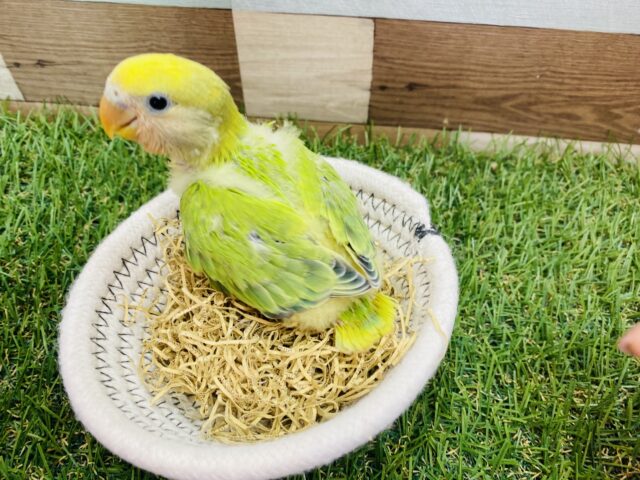 コザクラインコ（小桜インコ）