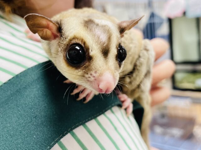 フクロモモンガ