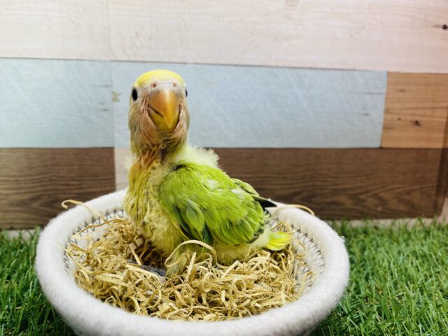 コザクラインコ（小桜インコ）