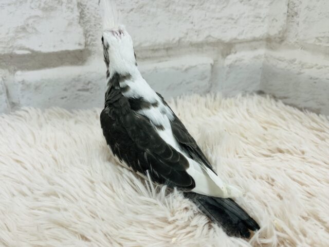 【最新画像更新🪄】白黒オセロ🤍🖤オカメインコ(WFパイド) ヒナ オカメインコ