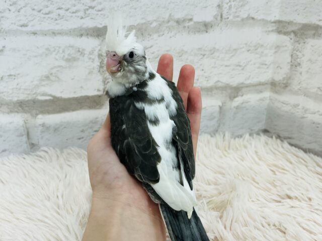 【最新画像更新🪄】白黒オセロ🤍🖤オカメインコ(WFパイド) ヒナ オカメインコ