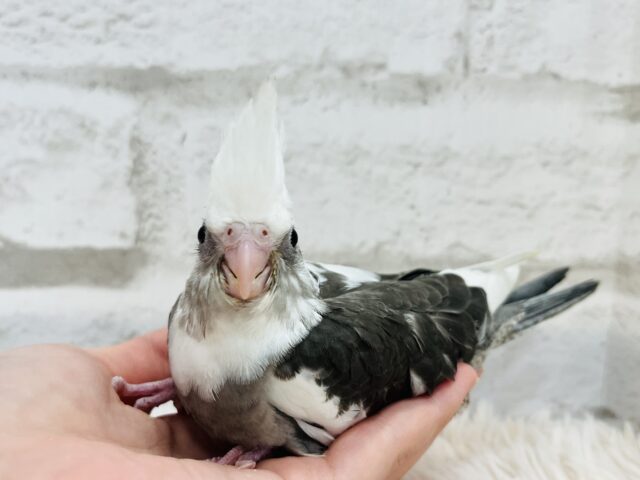 【最新画像更新🪄】白黒オセロ🤍🖤オカメインコ(WFパイド) ヒナ オカメインコ