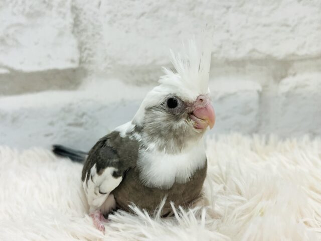 【最新画像更新🪄】白黒オセロ🤍🖤オカメインコ(WFパイド) ヒナ オカメインコ