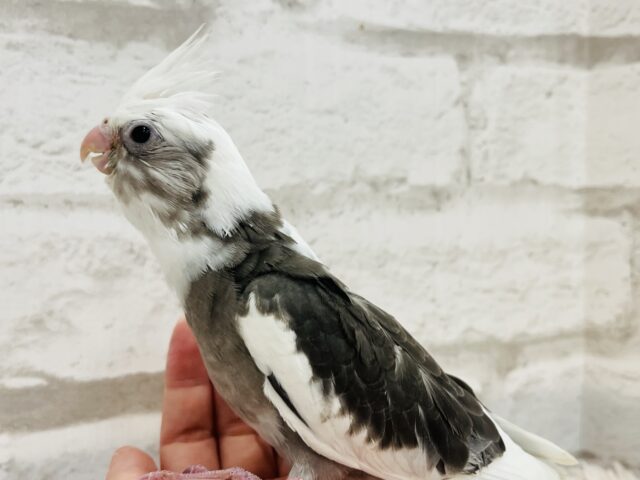 【最新画像更新🪄】白黒オセロ🤍🖤オカメインコ(WFパイド) ヒナ オカメインコ