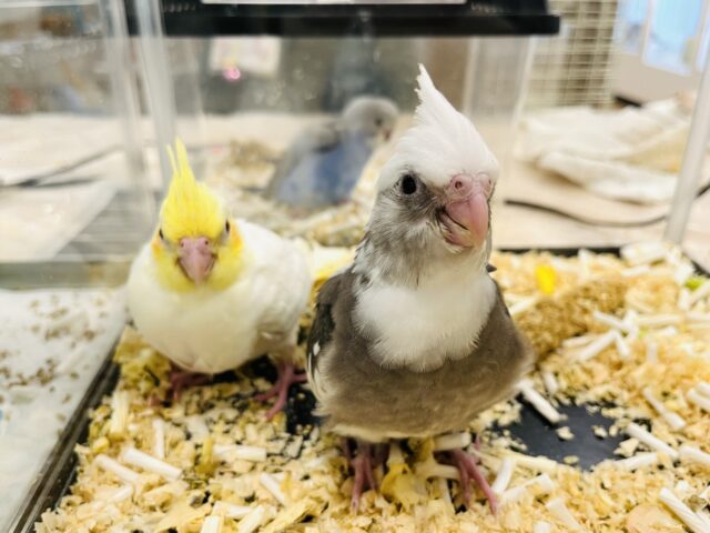 【最新画像更新🪄】白黒オセロ🤍🖤オカメインコ(WFパイド) ヒナ オカメインコ