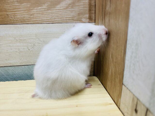 ゴールデンハムスター