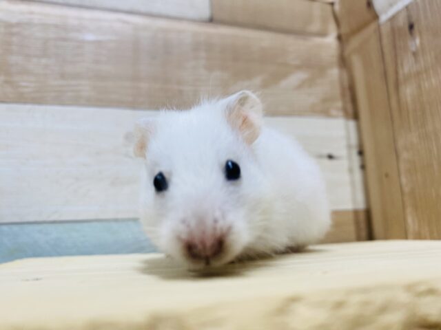 ゴールデンハムスター