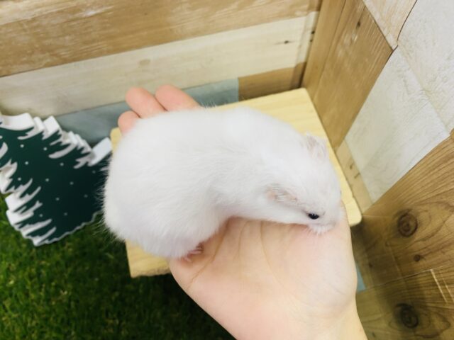 ゴールデンハムスター