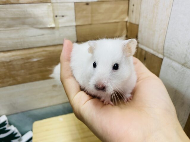 ゴールデンハムスター