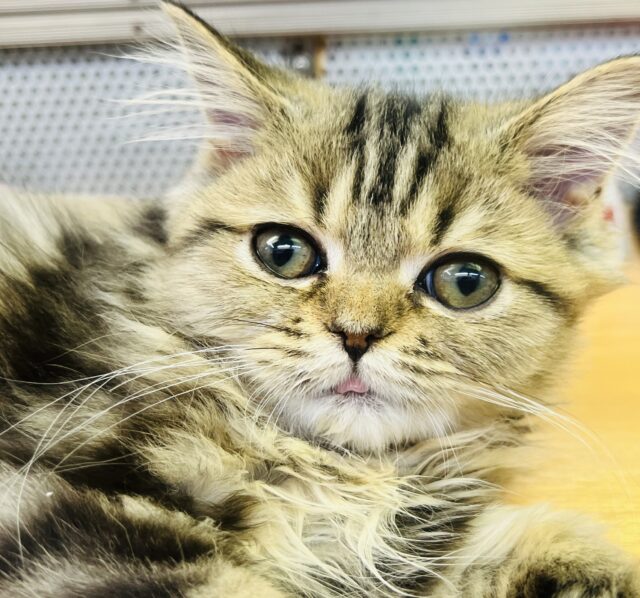 フォールデックス