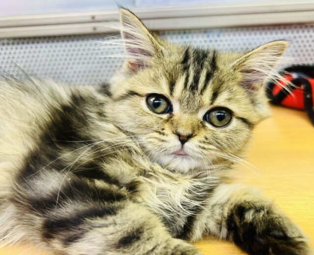 フォールデックス