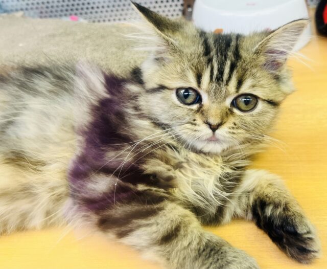 フォールデックス