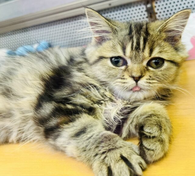 フォールデックス