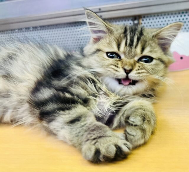 フォールデックス